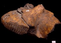 藏品(象臼齒(模))的圖片